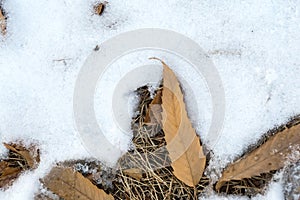 Dry leaves in snow. Winter Background