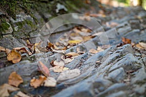 Dry leaves on stone path in Great Smoky Mountains