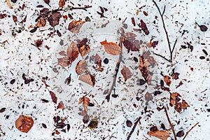 Dry leaves and tree branches in winter snow