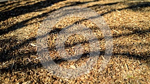 Dry Leaves with Tree Shadow Background