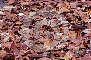 Dry leaves on the tropical forest floor.
