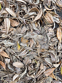 Dry leaves and twigs scattered on the ground