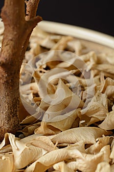 Dry leaves under the plant in a pot