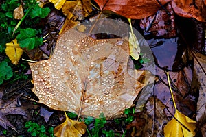 Dry leaves under the rain