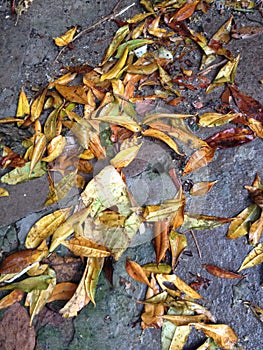 Dry leaves wet by rain