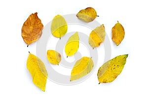 Dry leaves on white background