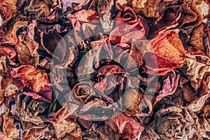 Dry rose petals. Withered autumn flowers