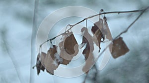 Dry leaves in a wind, high bitrate