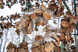 Dry leaves in the winter forest