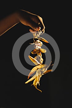 Dry Lemon and red Chilies tied with thread and tied for hanging on human hand isolated on black background with copy space for