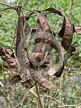 dry Leucaena leucocephala seeds