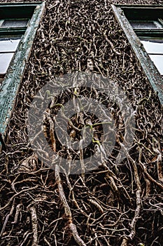 Dry lianas, growing on an old, abandoned house. Halloween. Ivy.