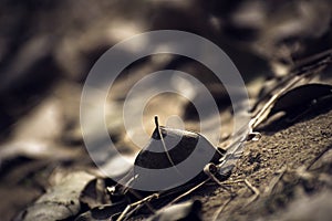 Dry life laying on ground