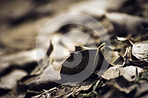 Dry life laying on ground