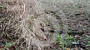 A dry, lifeless agricultural field after winter. The dry grass is swaying in the wind. Climate change. Soil erosion