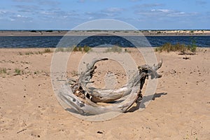 Dry limb washed ashore