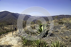 The landscape around Hierva el Agua is characterized by desert plants photo