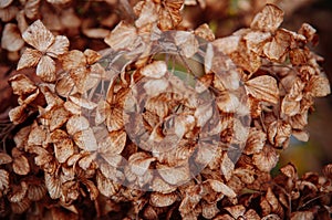 Dry limp Hydrangea flower petal details photo