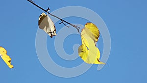 Dry linden leaves on a branch