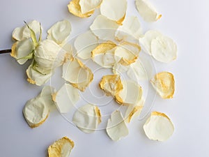 Dry Lisianthus or Eustoma flower on wood background, white flower