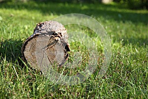 Dry log lying on the green grass