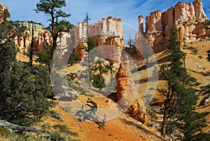 Dry logs, trees and fantastic rock torrets in Bryce Canyon National Park, Utah photo