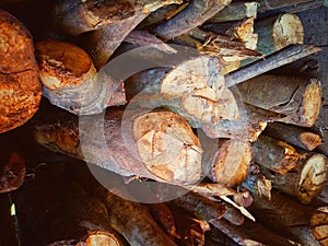 Dry logs that undergo a drying process photo