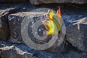 Dry lonely yellow maple leaf stuck in a stone wall. Autumn begins