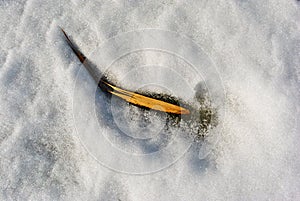 Dry long corn yellow leaf on white snow, natural background