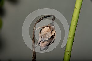 Dry lotus flower.on gray background