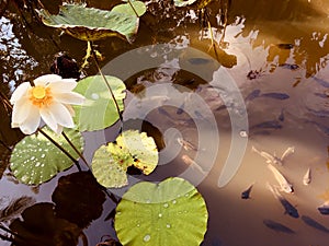 Dry lotus flower leaf waterlily in bali