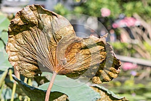 Dry Lotus leaf