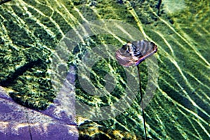 Dry lotus leaf and crystal water pool