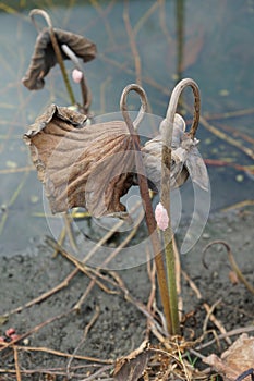 Dry lotus leaf and flower
