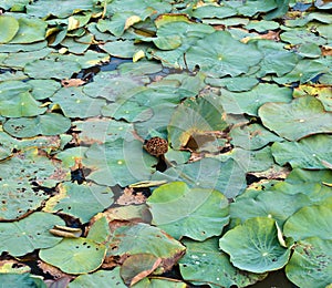 Dry lotus leaf fruit is on water