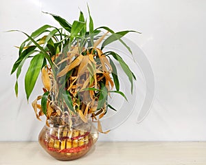 Dry lucky decorative bamboo plant or Withered Dracaena Sanderiana in Glass vase placed on table in white background.