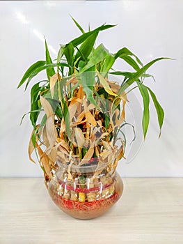 Dry lucky decorative bamboo plant or Withered Dracaena Sanderiana in Glass vase on White background.