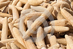Dry Luffa Cylindrica