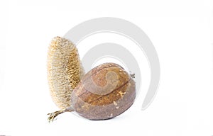 Dry luffa fruit and natural fiber isolate on white background