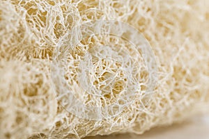 Dry Luffa, luffa sponge textured