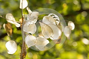 Dry Lunaria Flowers on Sunset