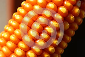 Dry maize ear close up