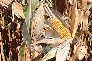 Dry maize ear in corn field