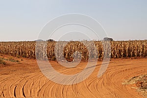 Dry maize field ready for harvesting on the farm in the Northwest, South Africa
