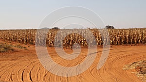 Dry maize field ready for harvesting on the farm in the Northwest, South Africa