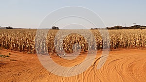 Dry maize field ready for harvesting on the farm in the Northwest, South Africa