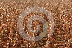 Dry maize field ready for harvesting on the farm in the Northwest, South Africa