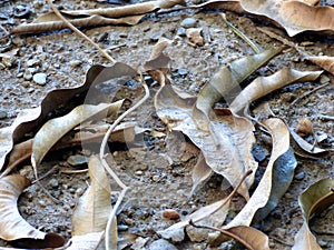 Dry mango leaves