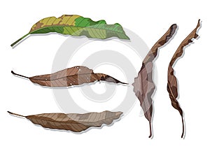 dry mango leaves and leaf brown isolated paint on white background illustration vector