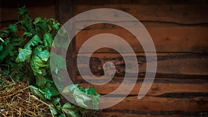 Dry maple branches and hay on wooden wall background.